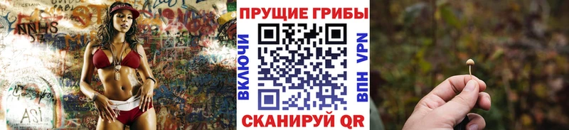 Псилоцибиновые грибы Cubensis  где купить наркотик  Сальск 
